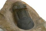 Paralejurus Trilobite Fossil - Atchana, Morocco #312795-4